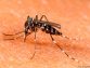 How Do I Observe, Prevent and Treat Dengue?