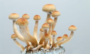 natural psilocybin