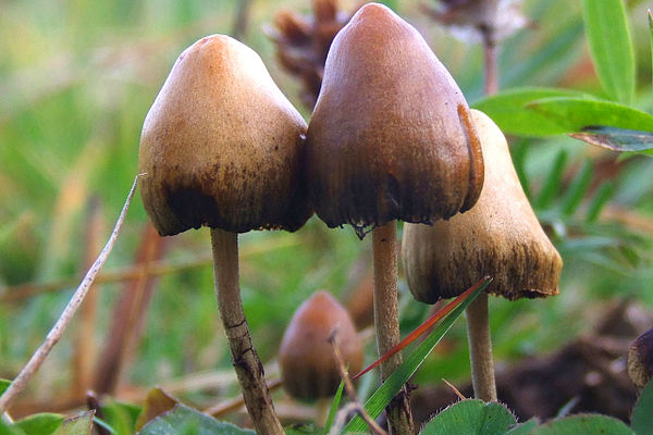 natural psilocybin